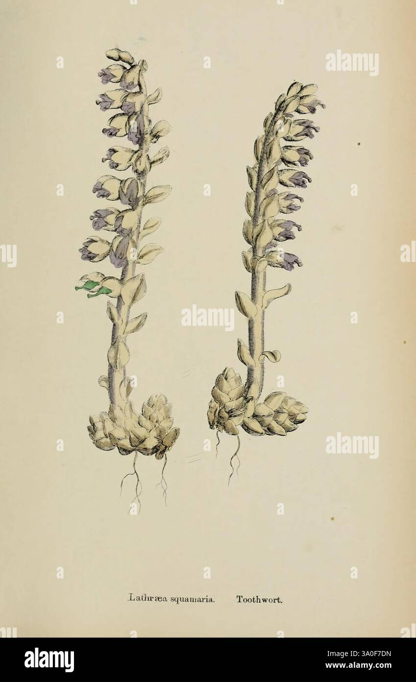 Toothwort Root English, botany, or Coloured Figures of British Plants, London, R ...