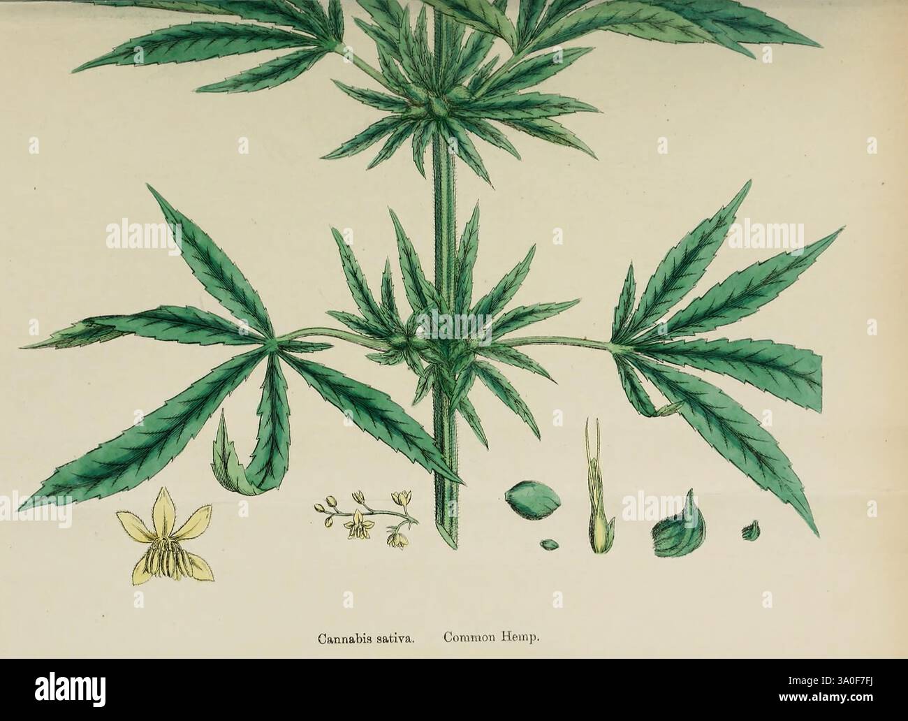 Cannabis plant botanical hi-res stock photography and images - Alamy