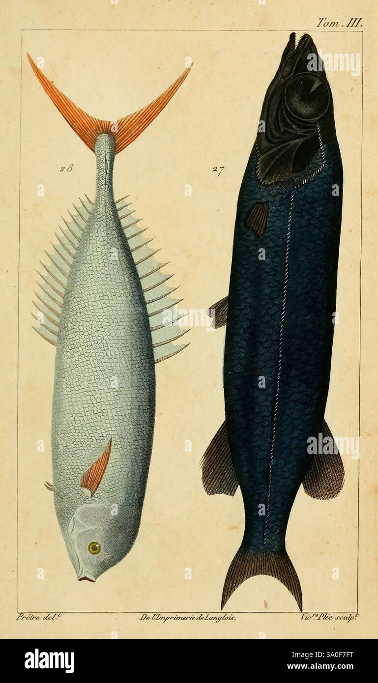 Distinct Fish Powerful swimmer in deeper waters hi-res stock photography and images ...