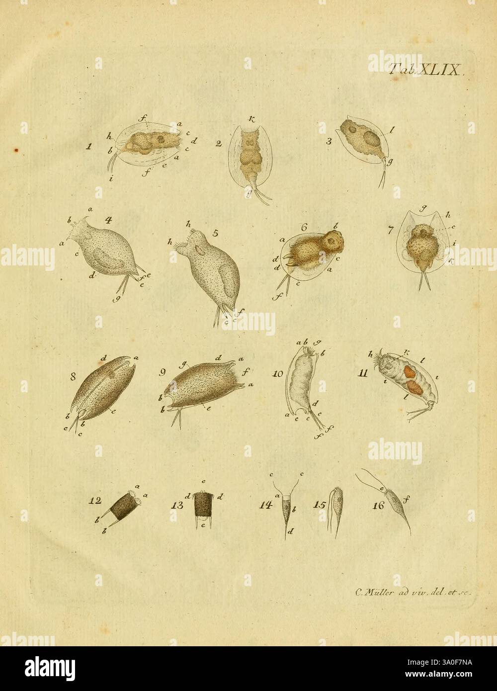 Importance of microscopic life in biological studies hi-res stock ...