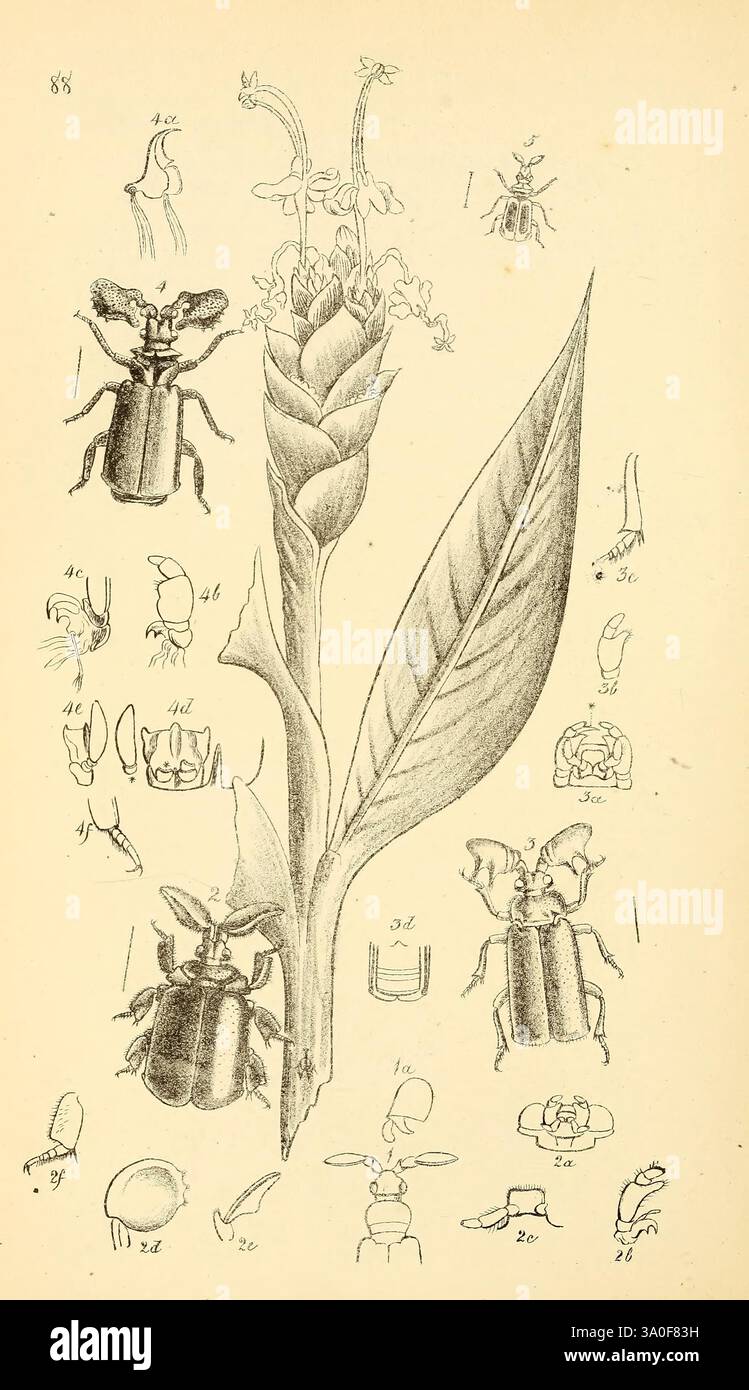 William Roe Insects Arcana entomologica, or Illustrations of new, rare, and interesting ...