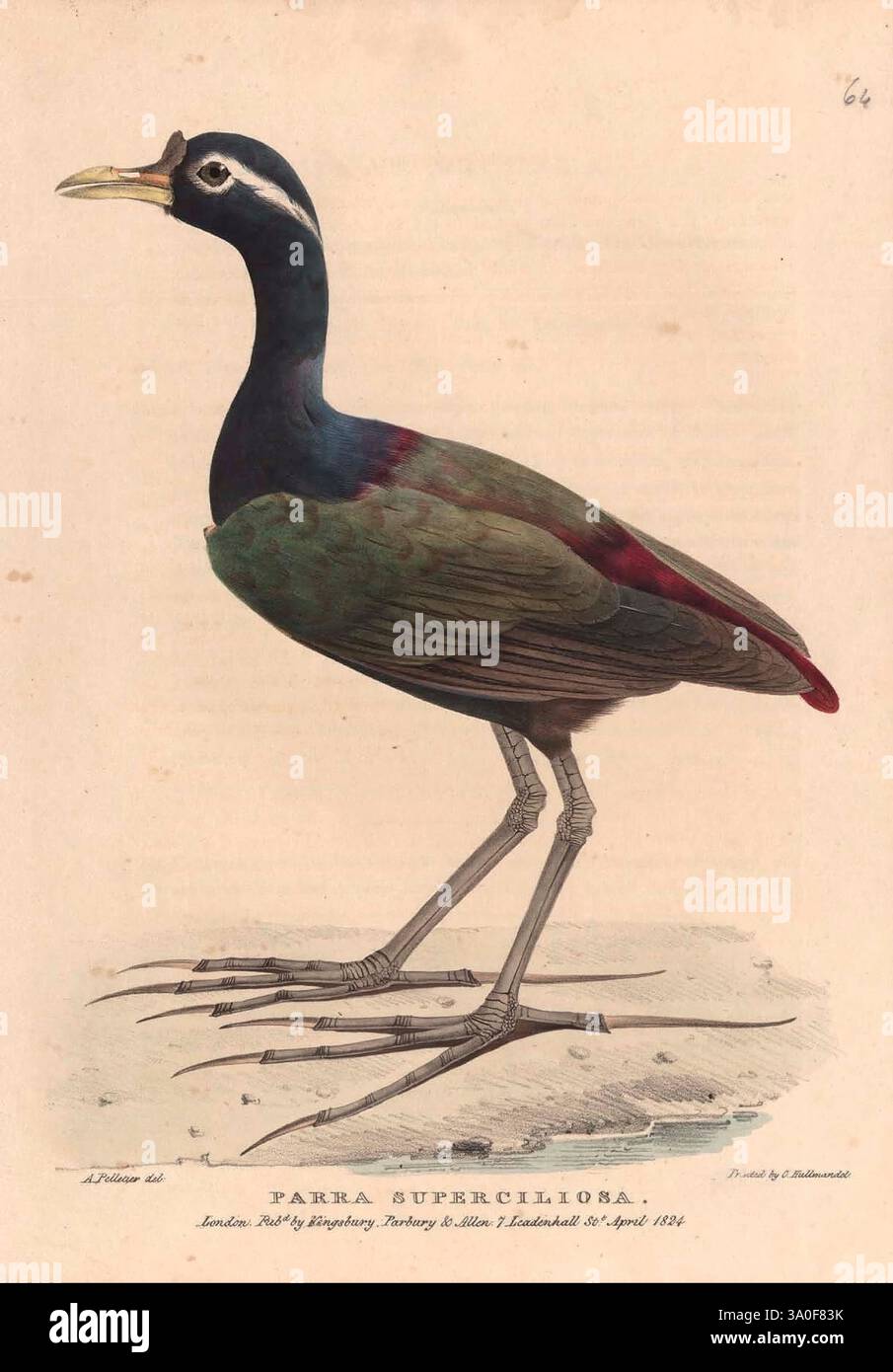 Zoological Researches Java Neighbouring Islands 1824 Indonesia Java ...