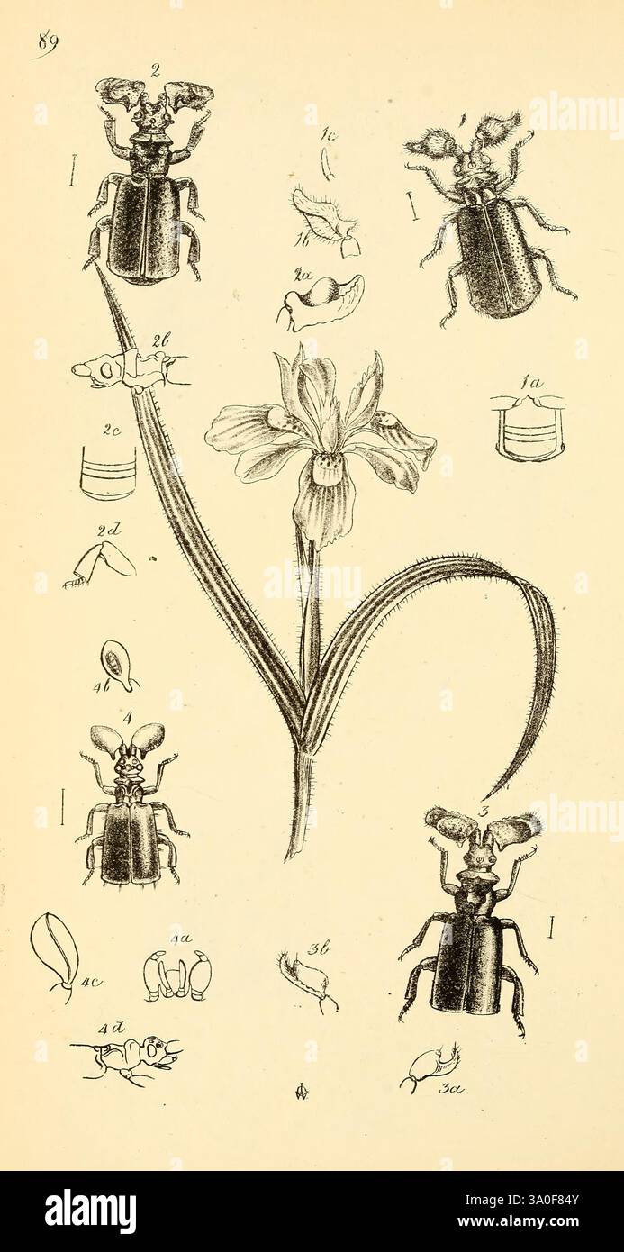 William Roe Insects Arcana entomologica, or Illustrations of new, rare, and interesting ...