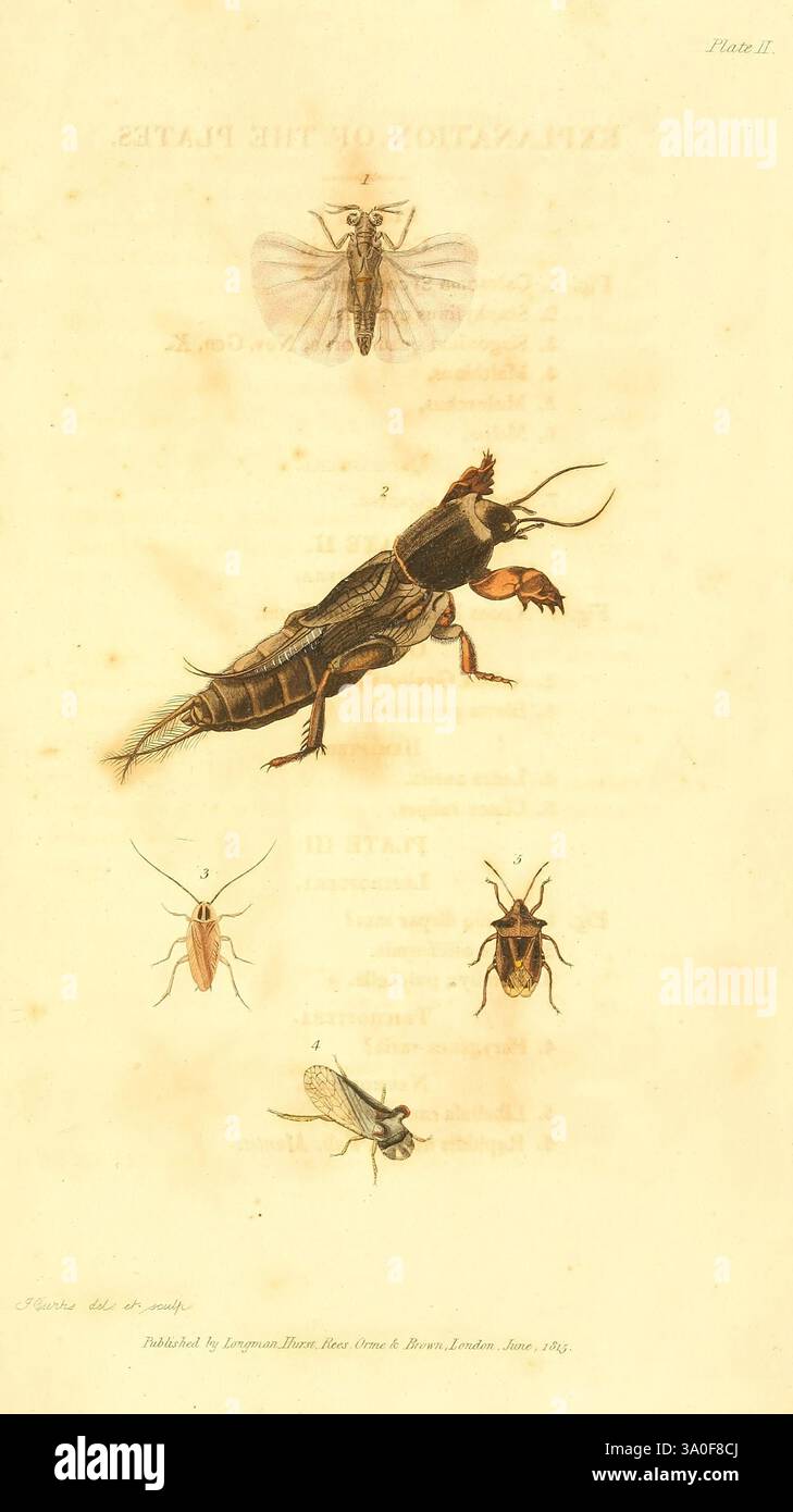 An introduction to entomology, or Elements of the natural history of ...