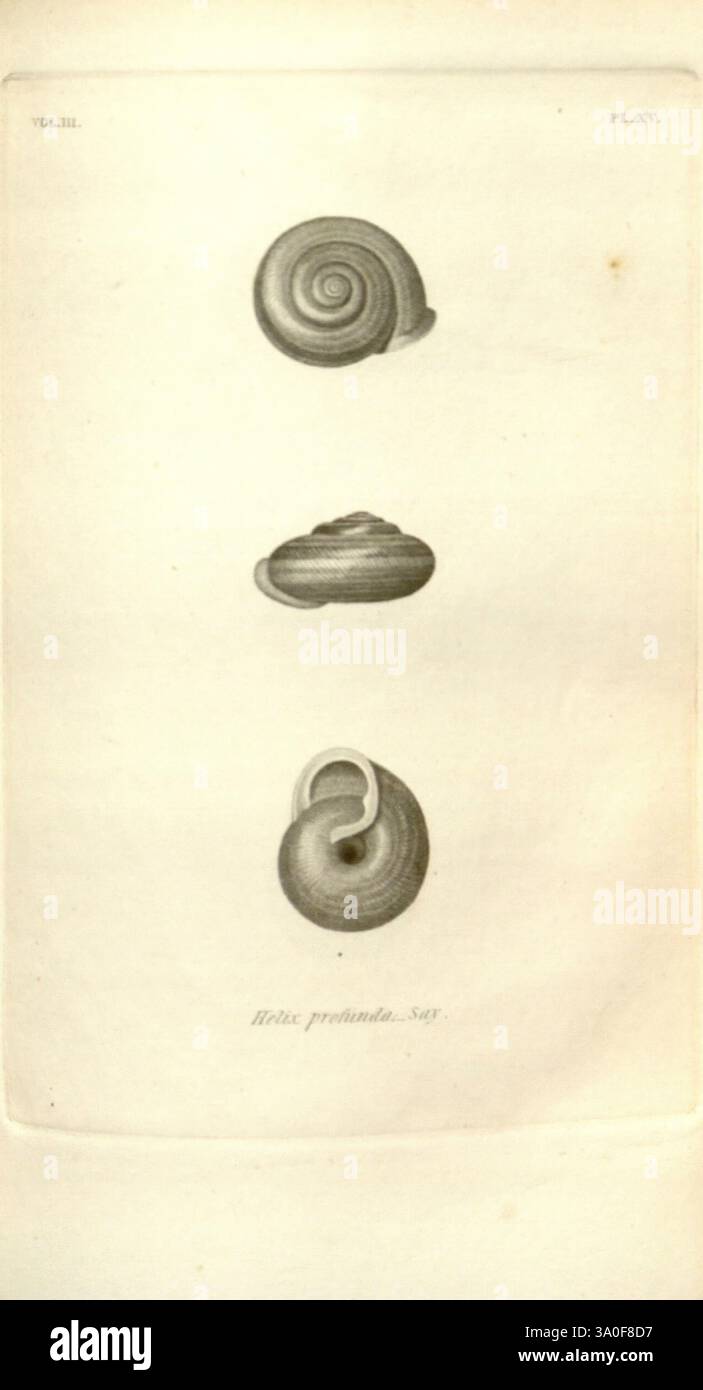 Flatter appearance hi-res stock photography and images - Alamy