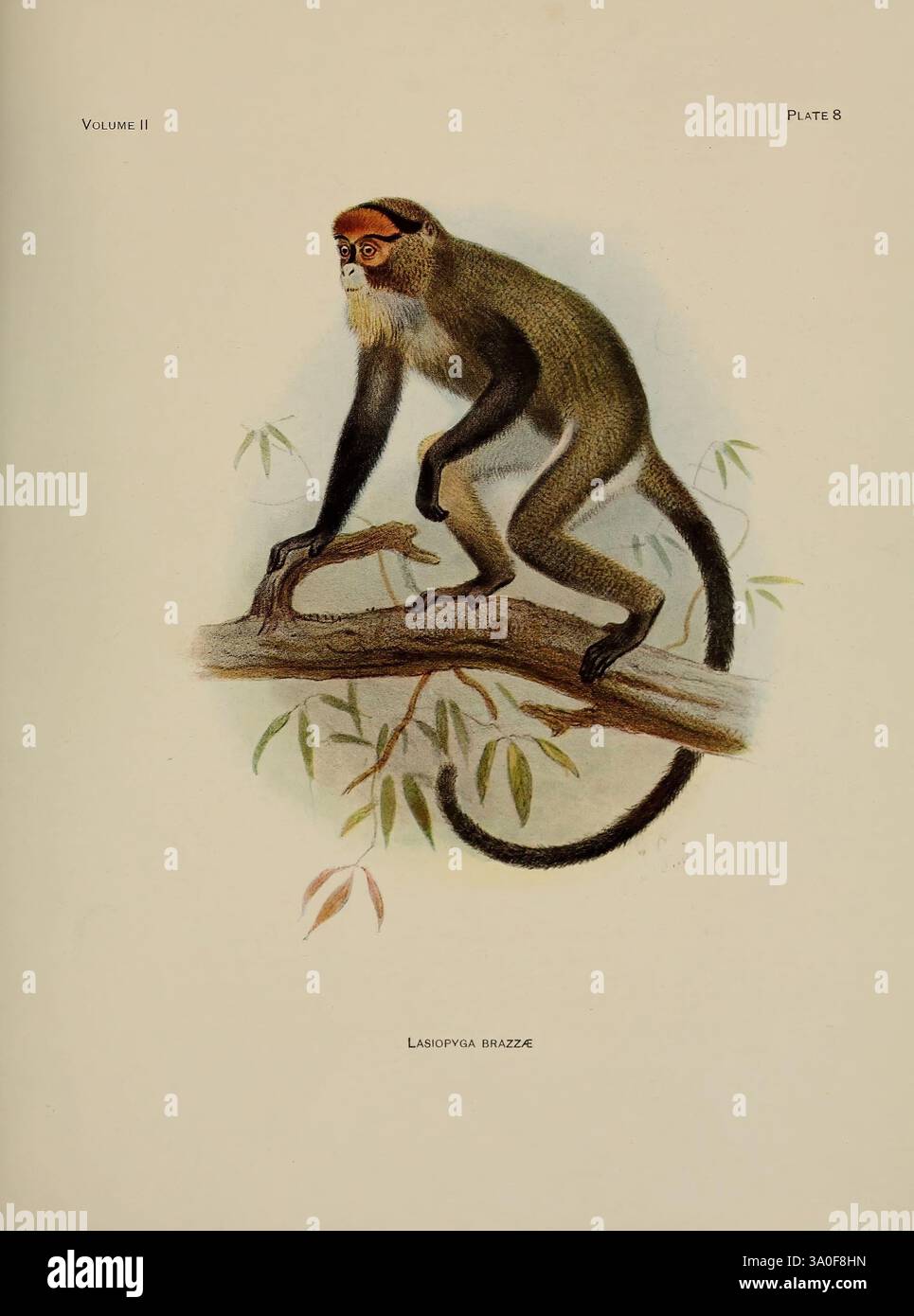 A review of the Primates, New York, American Museum of Natural History ...