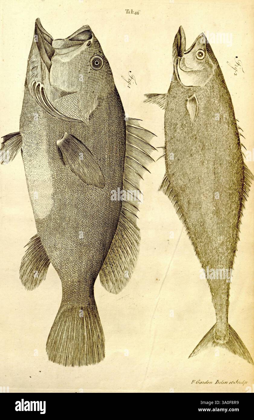 Distinct Fish Artwork showcases two distinct fish species hi-res stock photography ...