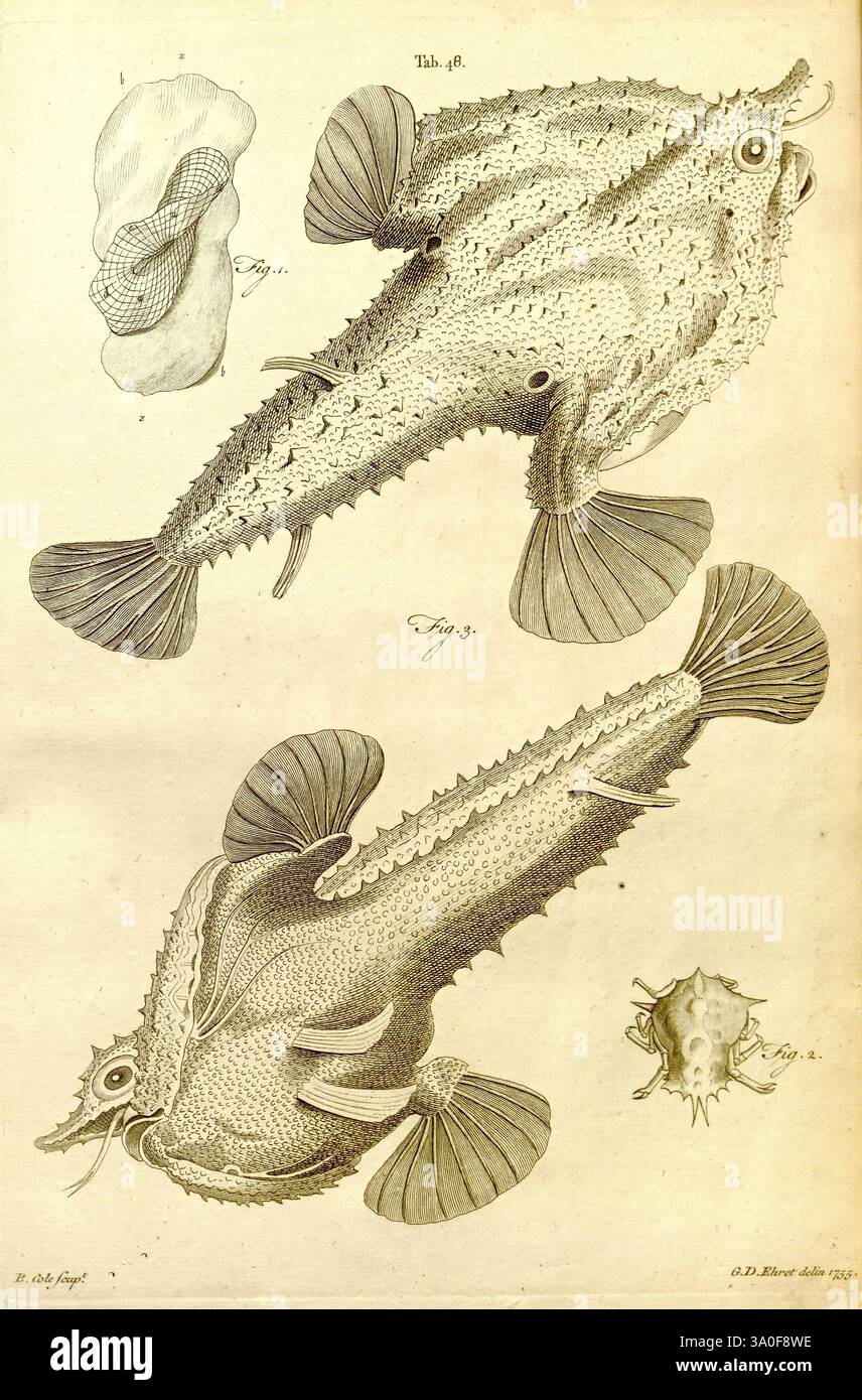 Intricate depiction of various species of fish hi-res stock photography ...