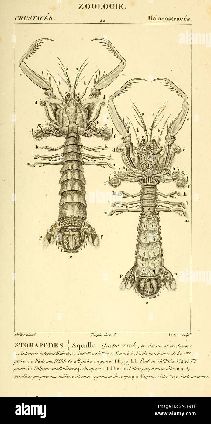 Considérations générales sur la classe des crustacés, Paris, F.G ...