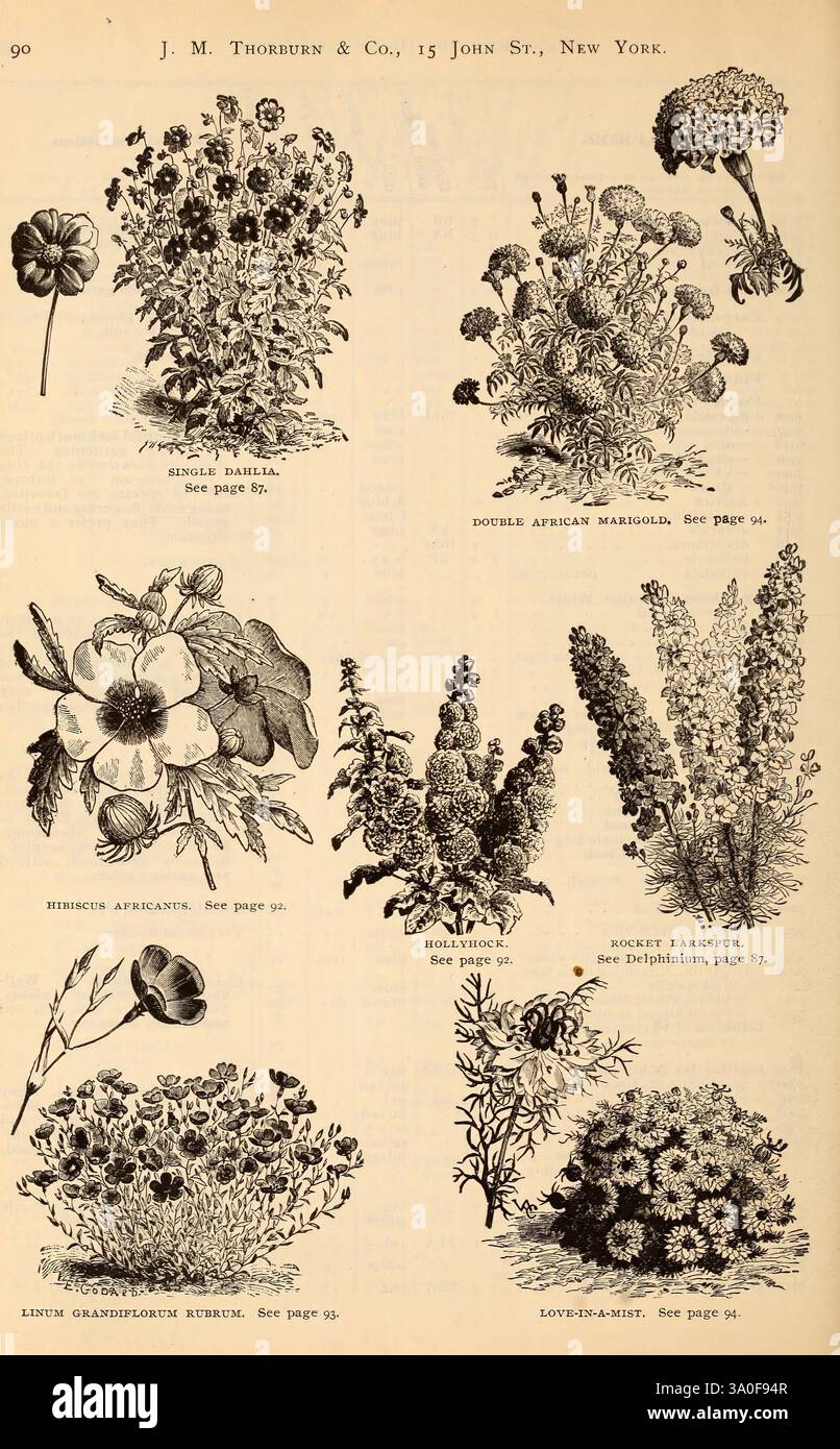 Showcasing different flowering plants hires stock photography and