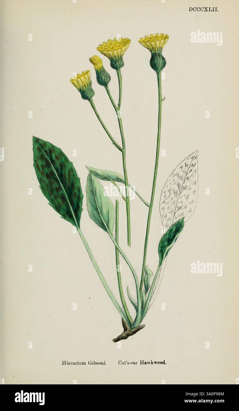 english-botany-coloured-figures-british-plants-london-r-hardwicke-1863