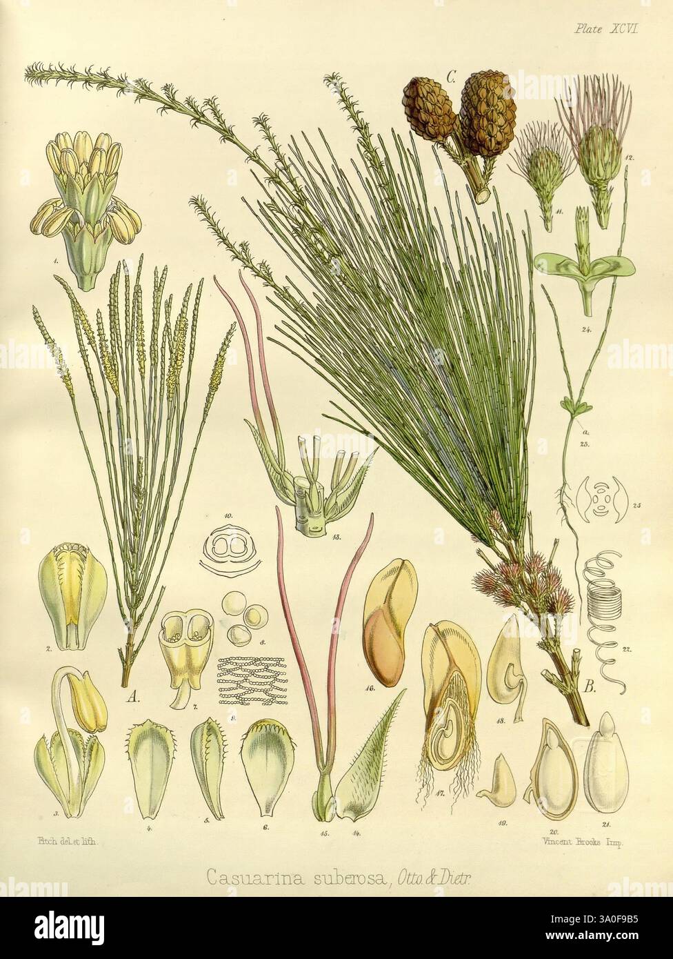 Casuarina plant illustration hi-res stock photography and images