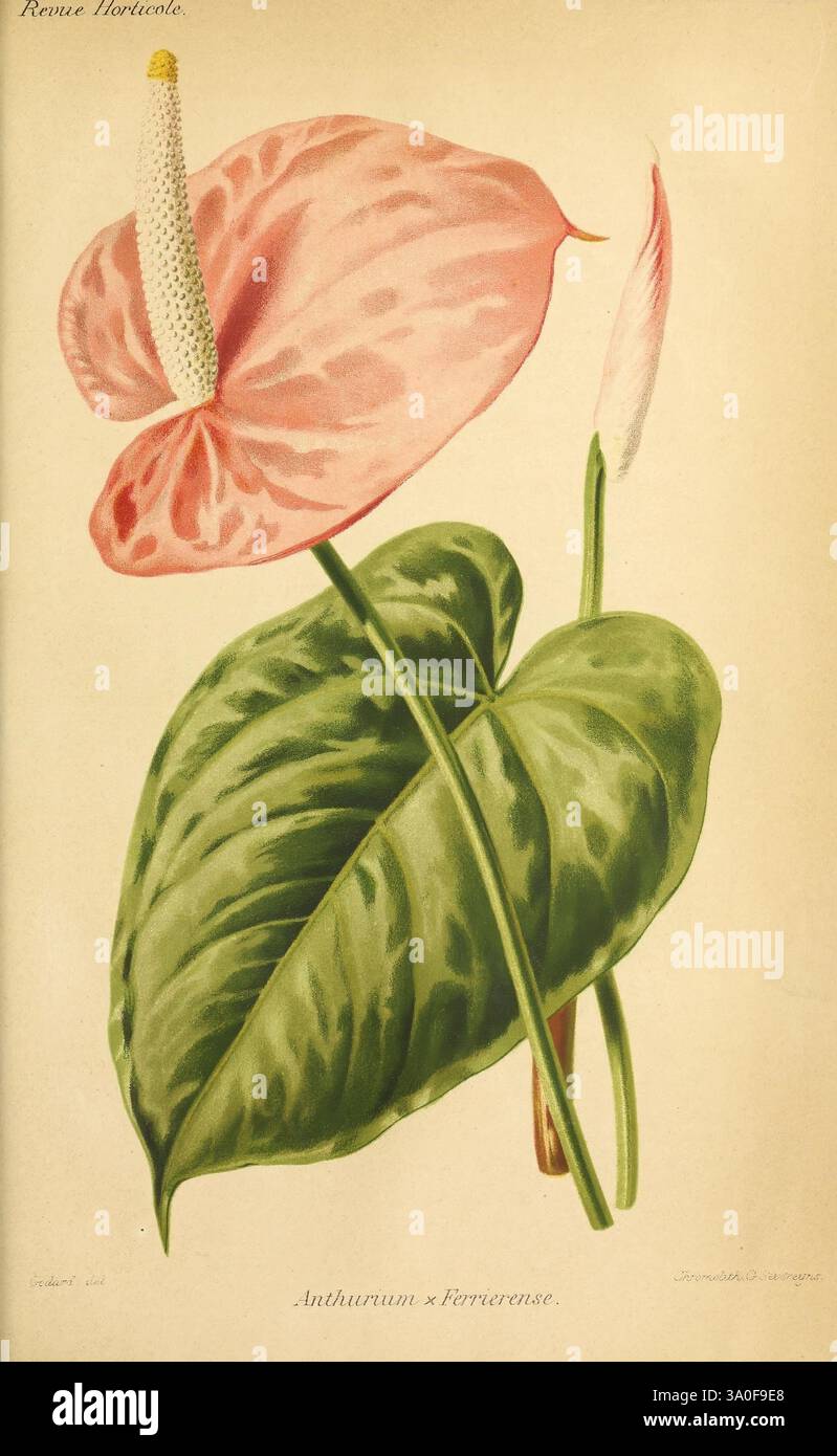Anthurium ferrierense hi-res stock photography and images - Alamy