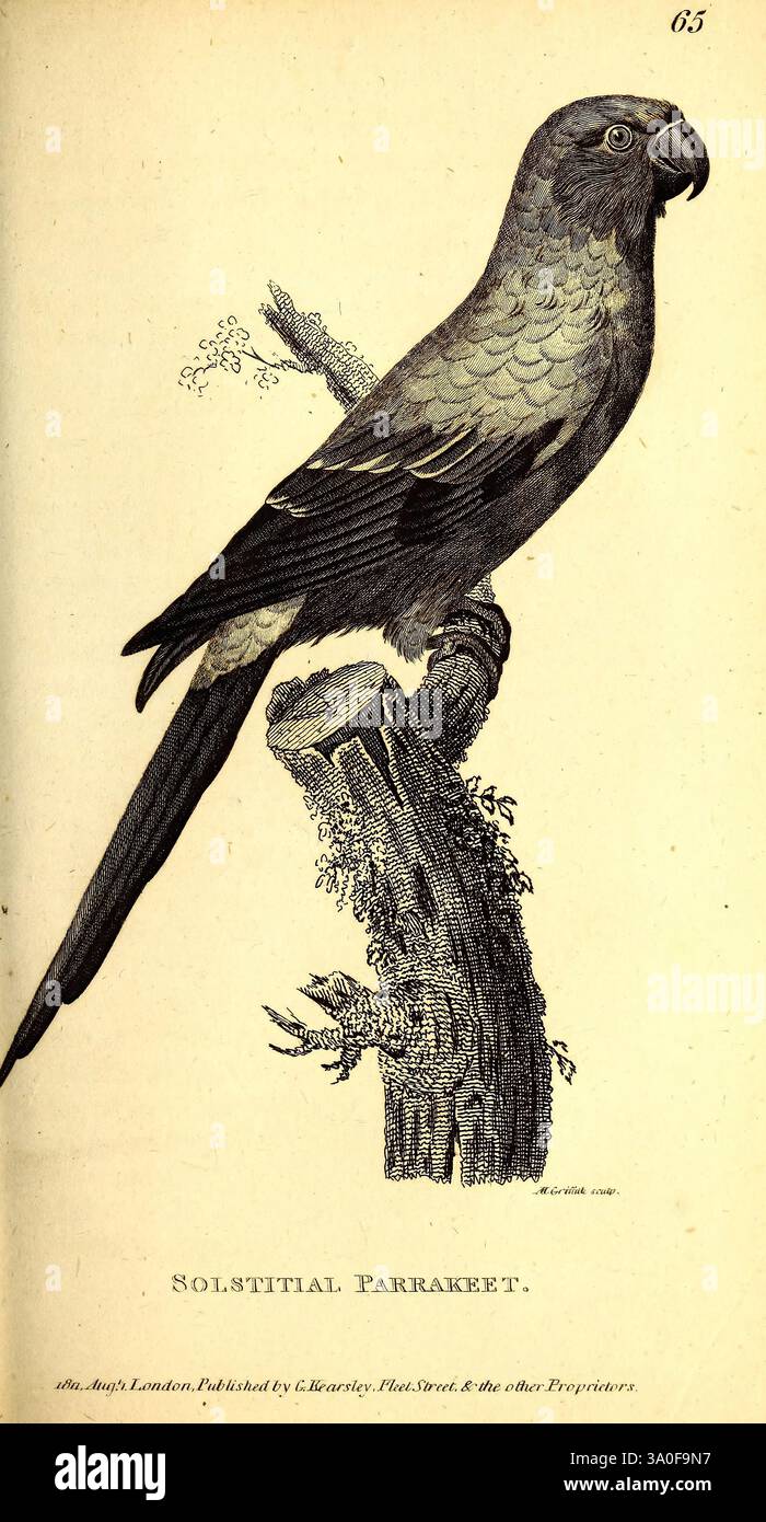 Parakeet Looking Rough Branch underneath combines rough textures hi-res stock photography and ...