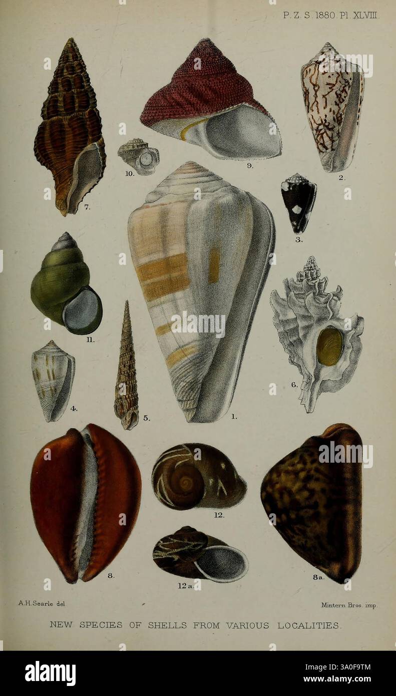 Smooth curves of cowrie shells hi-res stock photography and images - Alamy