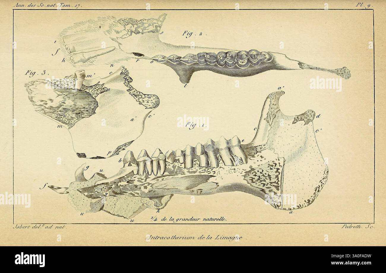 Annales des Sciences Naturelles Paris Crochard Science Anatomy ...