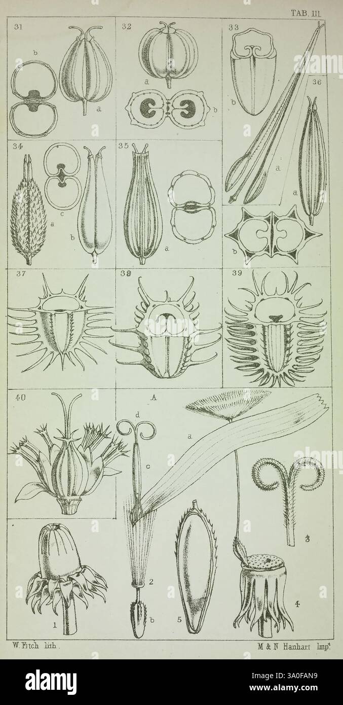 The British flora, London, 1855, color our collections, This illustration showcases a collection of intricate botanical and entomological drawings, arranged in a structured grid format. The top rows feature detailed representations of various insect body parts, including their symmetrical designs, distinctive shapes, and textures, highlighting their anatomical features. The lower portion includes depictions of plant specimens, showcasing diverse floral structures and unique reproductive parts. Each illustration is numbered, indicating a systematic study aimed at highlighting the beauty and com Stock Photo