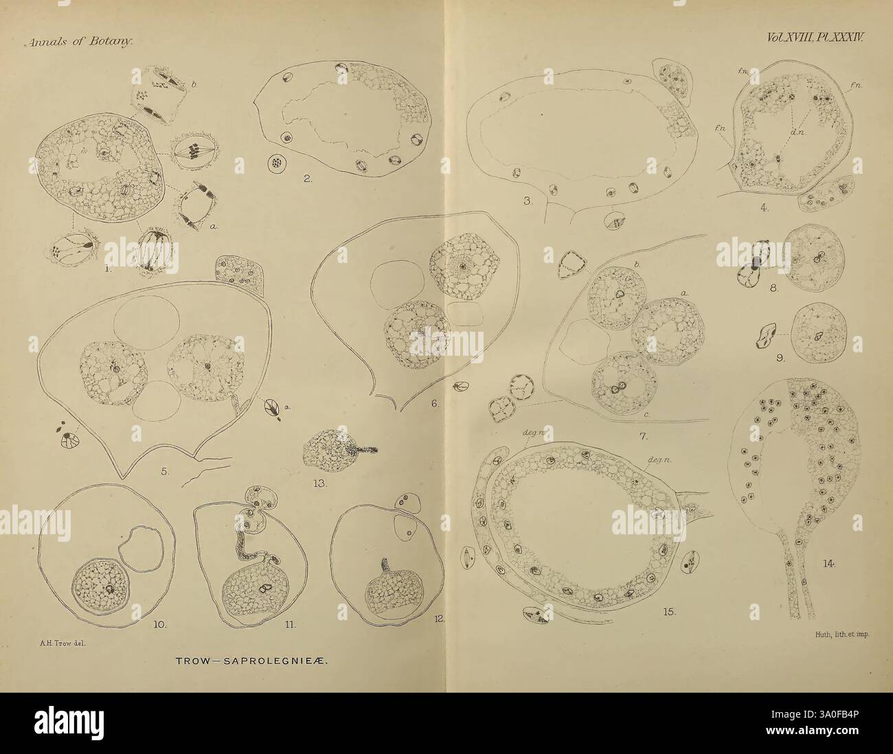 Highlighting different morphological structures hi-res stock ...