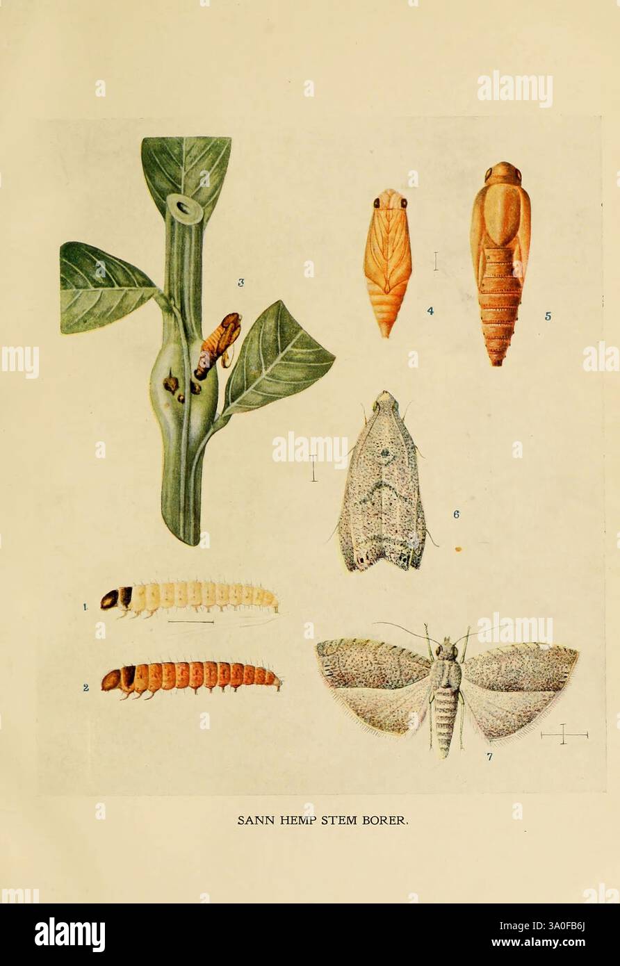 Larvae in two different growth stages illustrates hi-res stock ...