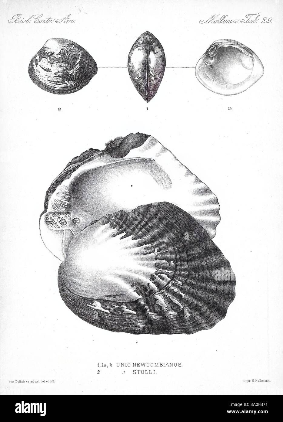 Showcasing different perspectives of marine mollusks hi-res stock ...