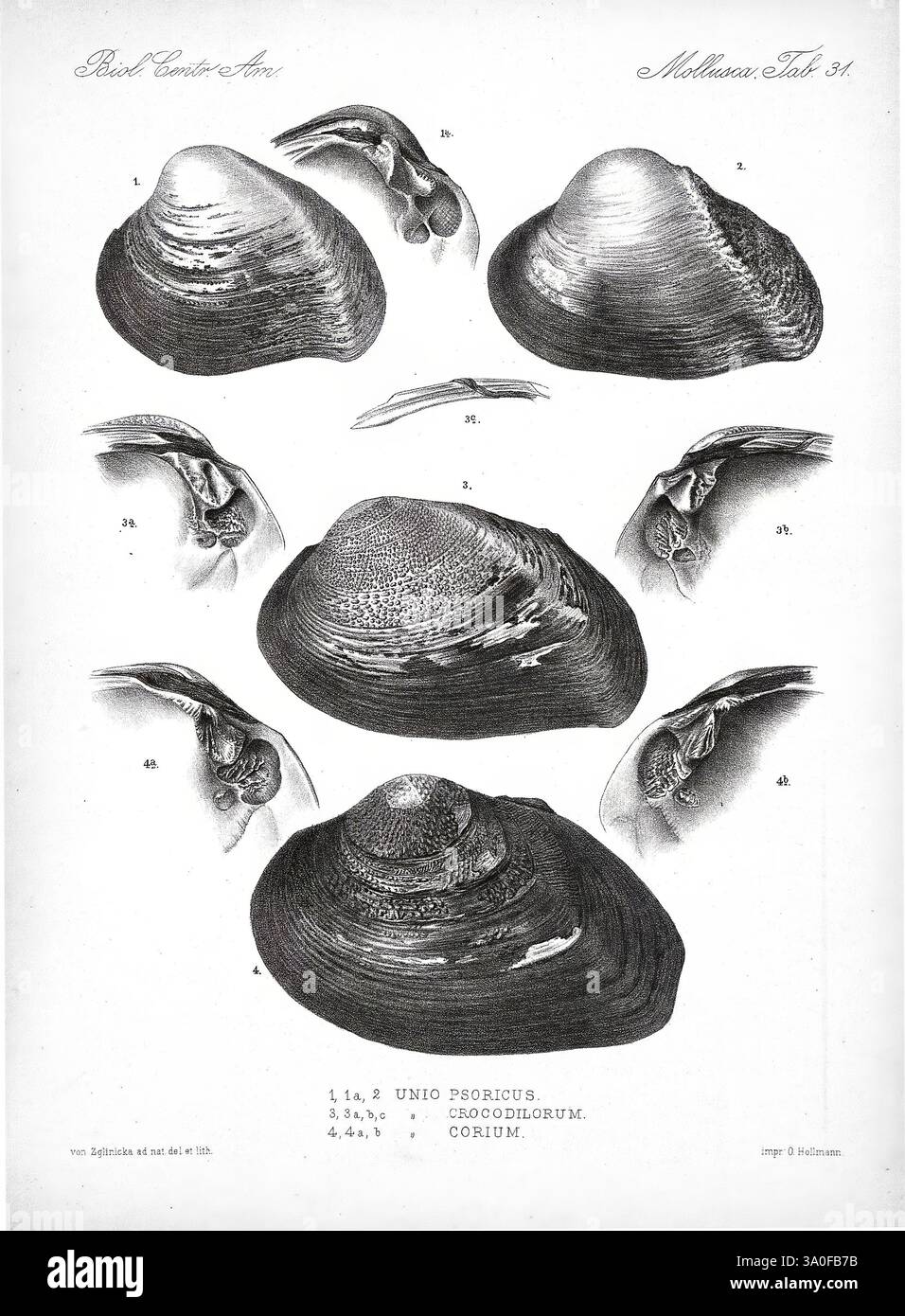 Biologia Centrali-Americana London, 1879-1915 Archaeology Botany ...