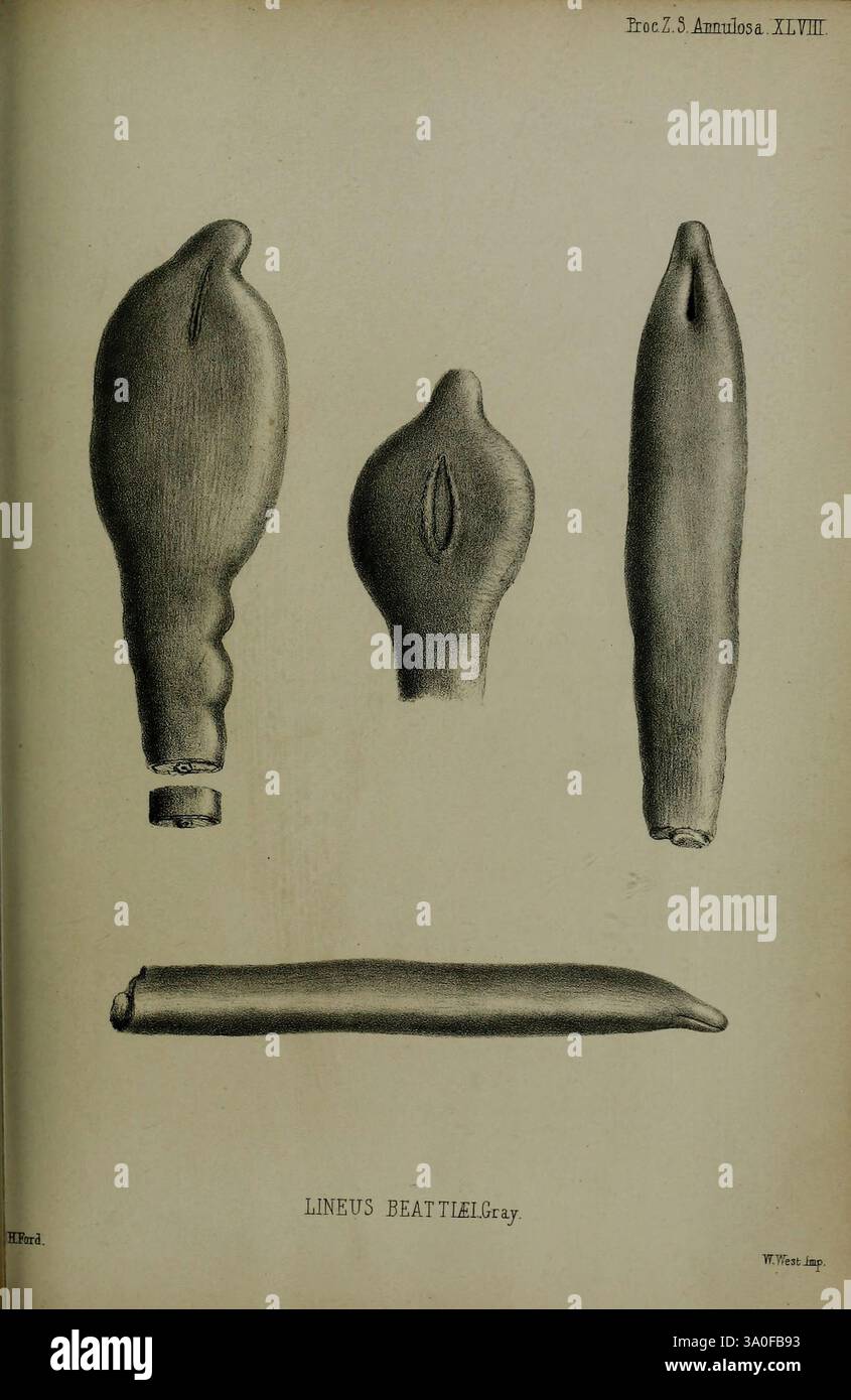 Lineus Proceedings of the Zoological Society of London, 1856, London, Academic ...