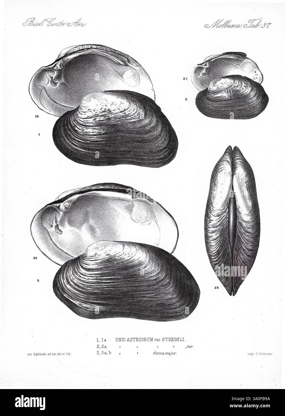 Biologia Centrali-Americana London, 1879-1915, archaeology, botany, Central America, description and travel, scientific expeditions, zoology, 42, shells, mollusc, An illustration depicting various views of a species of bivalve mollusk. The image features detailed renderings of the shell’s exterior and interior, highlighting the smooth, curved surfaces and symmetrical form. Annotations indicate specific parts and provide a reference to distinct features of the anatomy. The focused attention on the texture and shape of the shells emphasizes their natural beauty and biological significance, showc Stock Photo