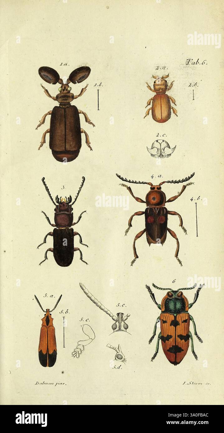Synonymia insectorum, Stockholm, Gedruckt bey H. A. Nordström, 1806-08 ...