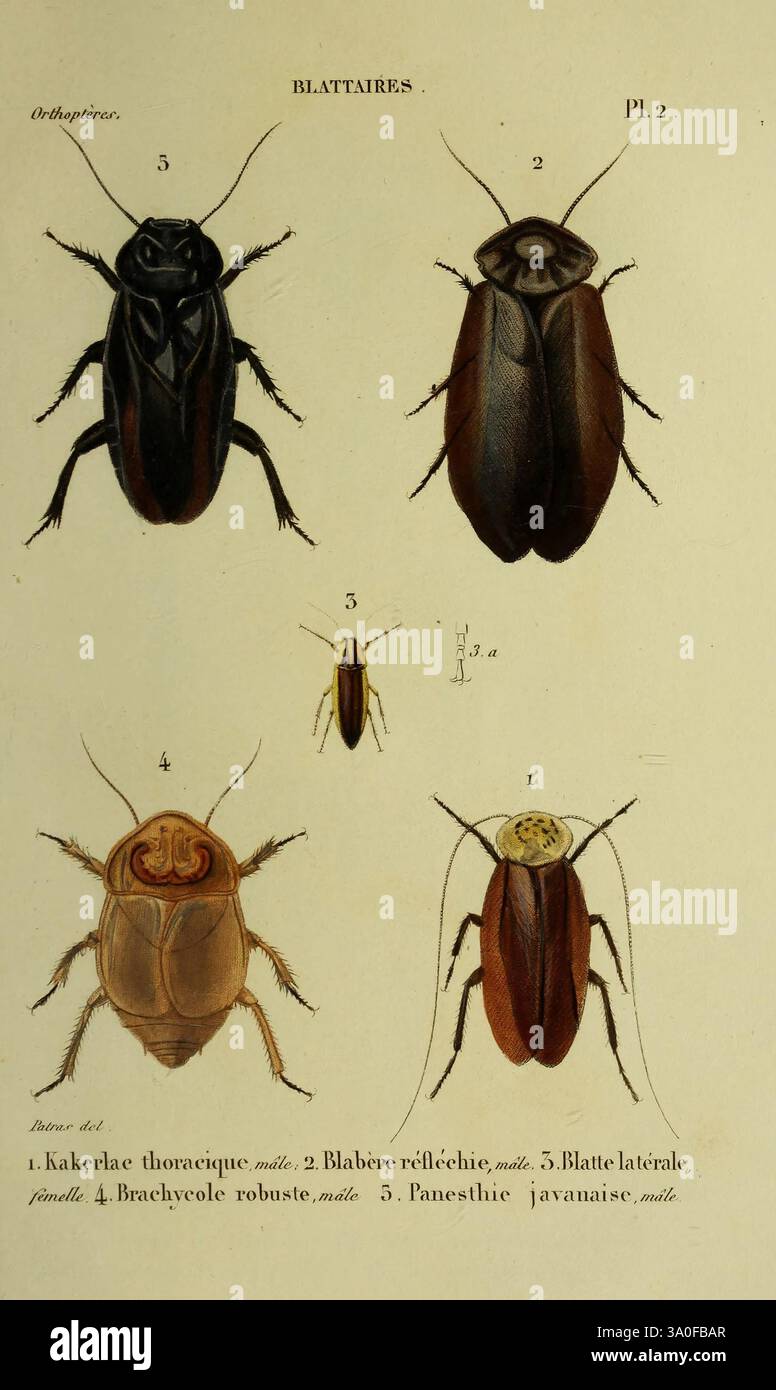 Cockroach images hi-res stock photography and images - Alamy, image size:776x1390