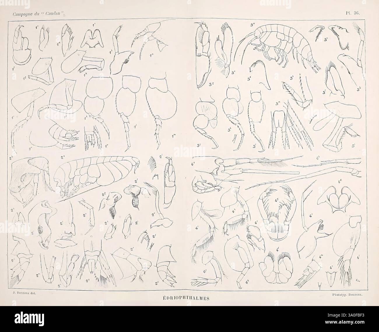 Crustaceans Multiple Image Detailed arrangement of various crustacean anatomy hi-res stock ...