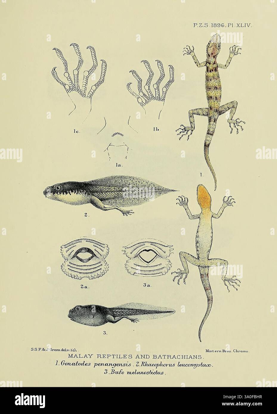 Distinctive features of certain specimens hi-res stock photography and ...