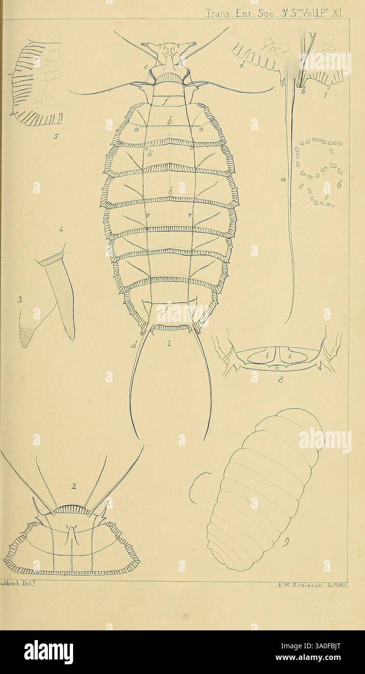 Transactions of the Entomological Society of London, London, The ...