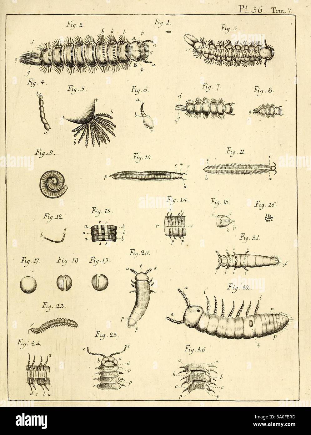 Animal Form Insects Include larval forms hi-res stock photography and images - Alamy
