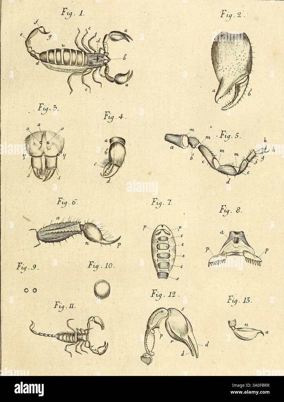 Memoires pour servir a l'histoire des insectes, Stockholm, L. L. Grefing, 1752-1778, Arthropoda, Crustacea, Insects, This illustration features a detailed study of various arthropods and their anatomical structures. The arrangement includes labeled figures of a scorpion, a claw, and several insect body parts. Each figure is meticulously detailed, showcasing the intricacies of exoskeletons, limbs, and appendages. Notable elements include a classification of segments, joints, and specialized structures, providing insight into the biology and diversity of these organisms. The labels corresponding Stock Photo