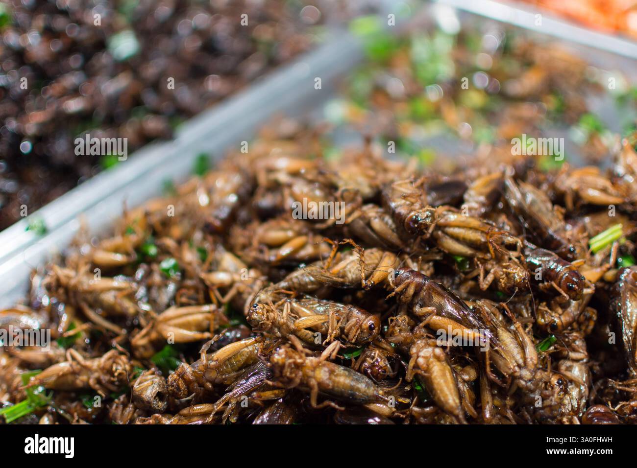 Fried Insectos Fried insects various types is the food is easy to find in Thai street ...