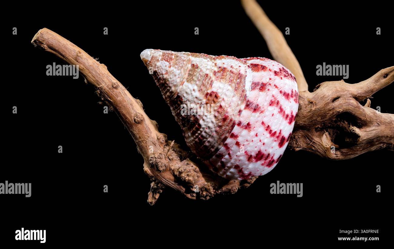 A detailed photograph of a Trochus shell resting on driftwood. Ideal ...