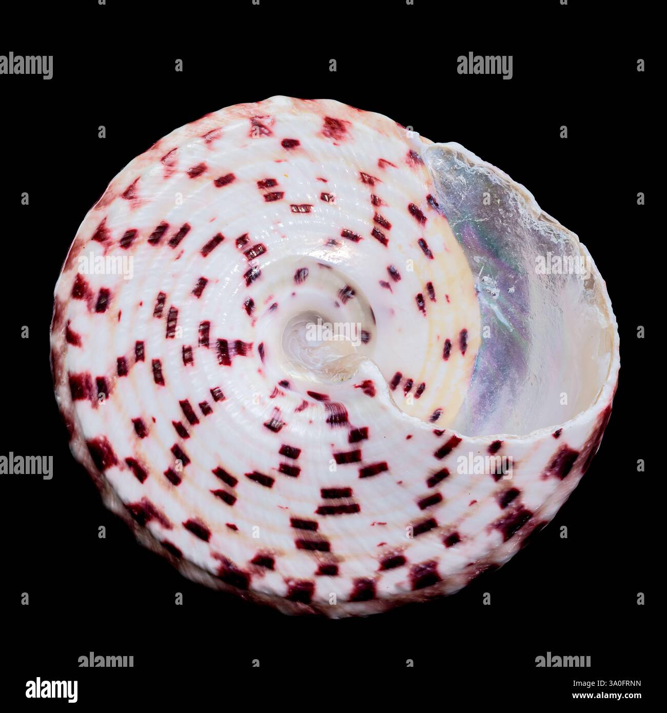 Detailed close-up photograph of a Trochus subincarnatus shell ...