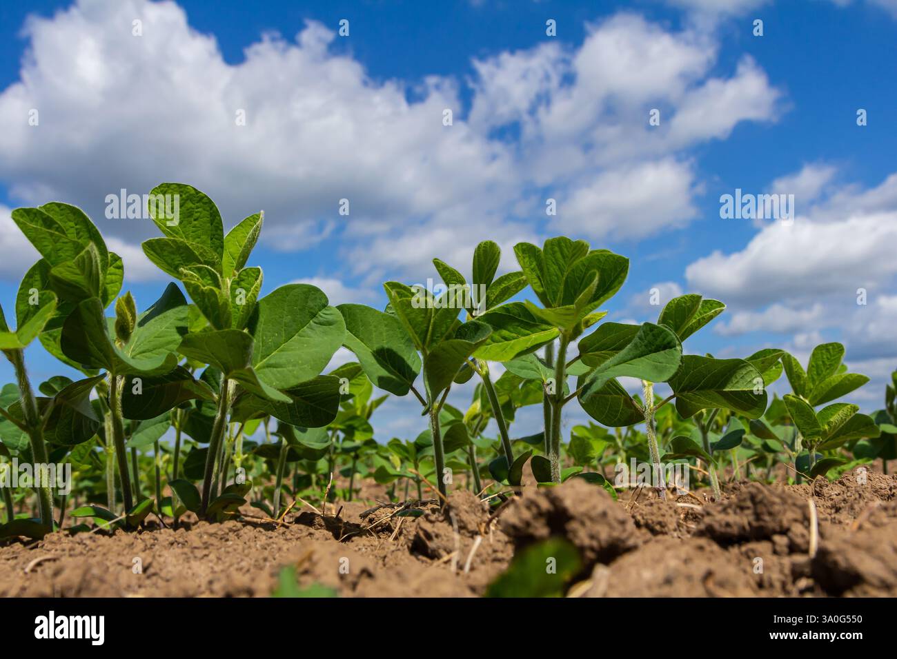 Rows vibrant soybean plants hi-res stock photography and images - Alamy