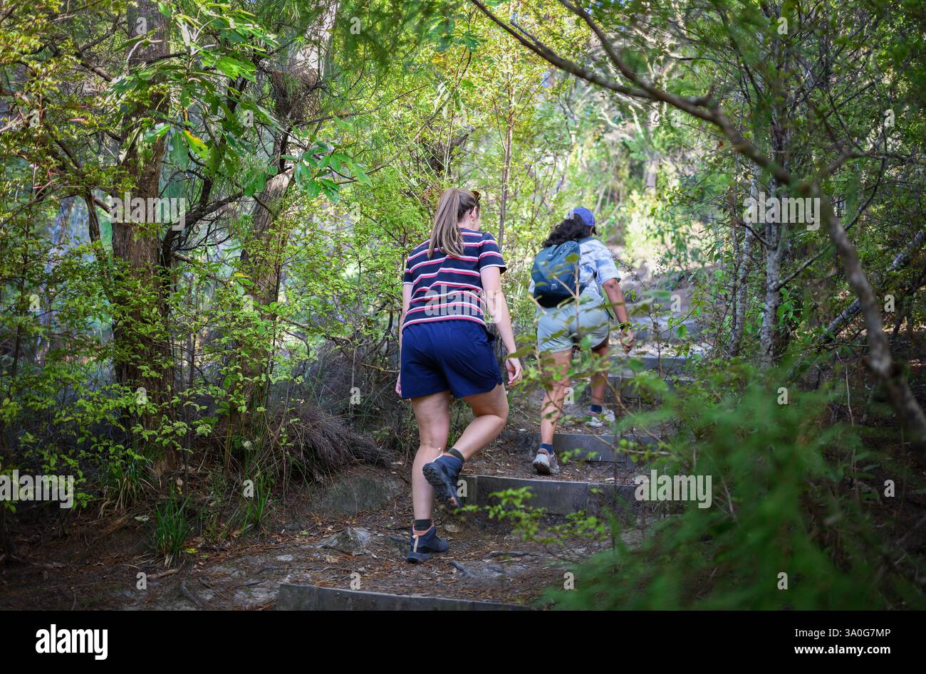 Two women hiking in the forest in summer. Kauri Point Centennial Loop ...