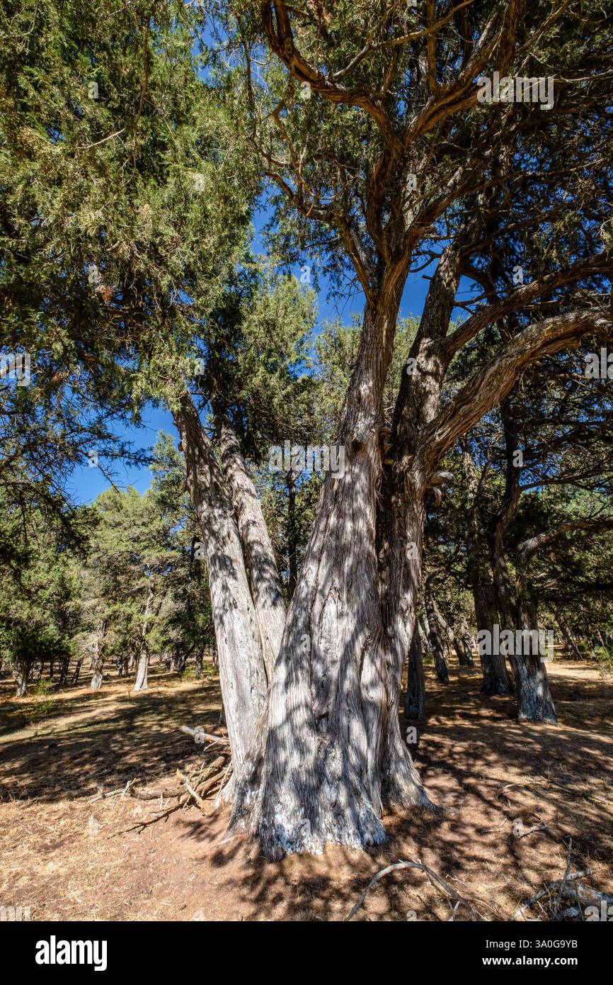 Five-leaf juniper (Juniperus thurifera), listed monumental tree ...