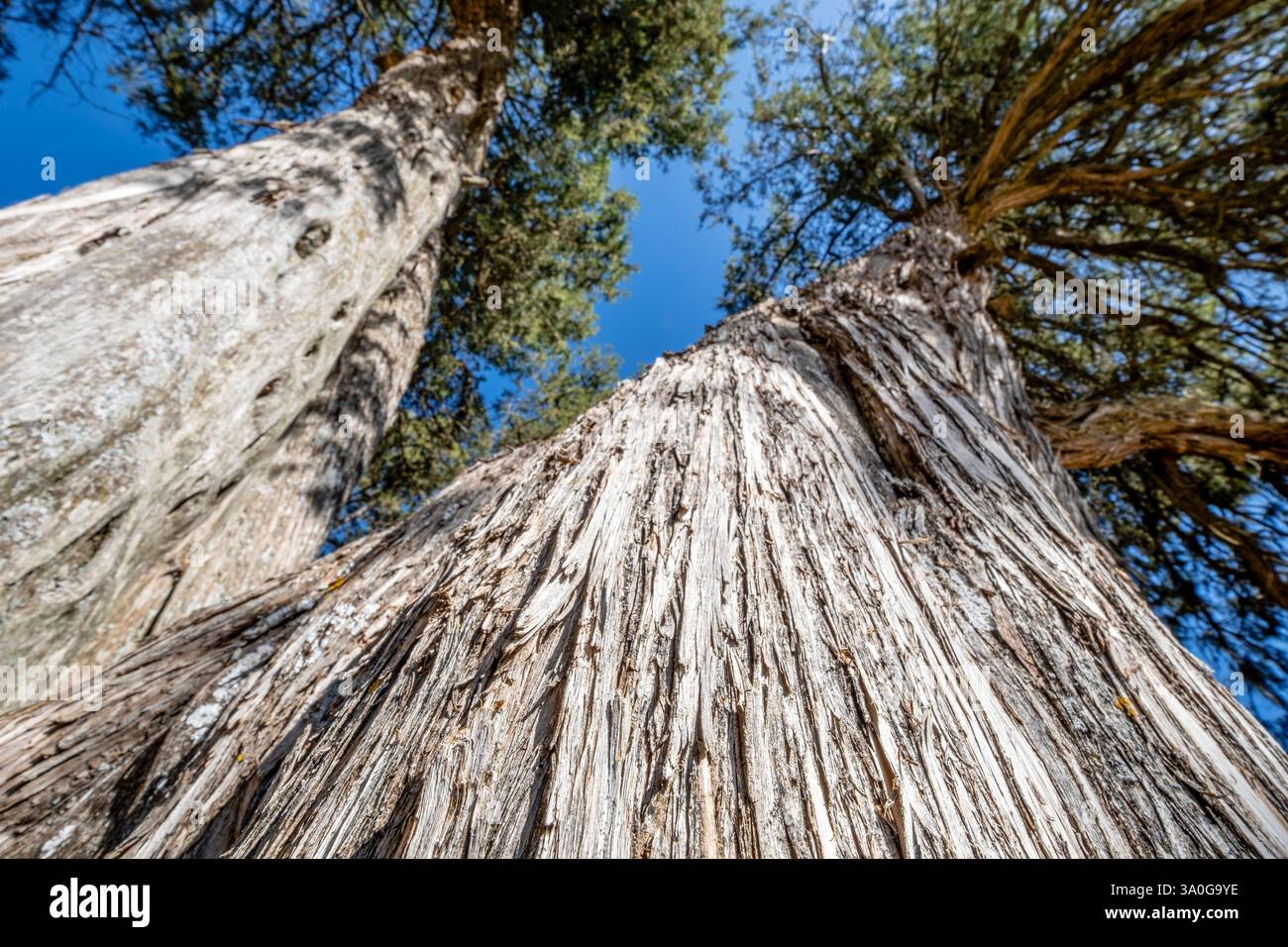 Five-leaf juniper (Juniperus thurifera), listed monumental tree ...
