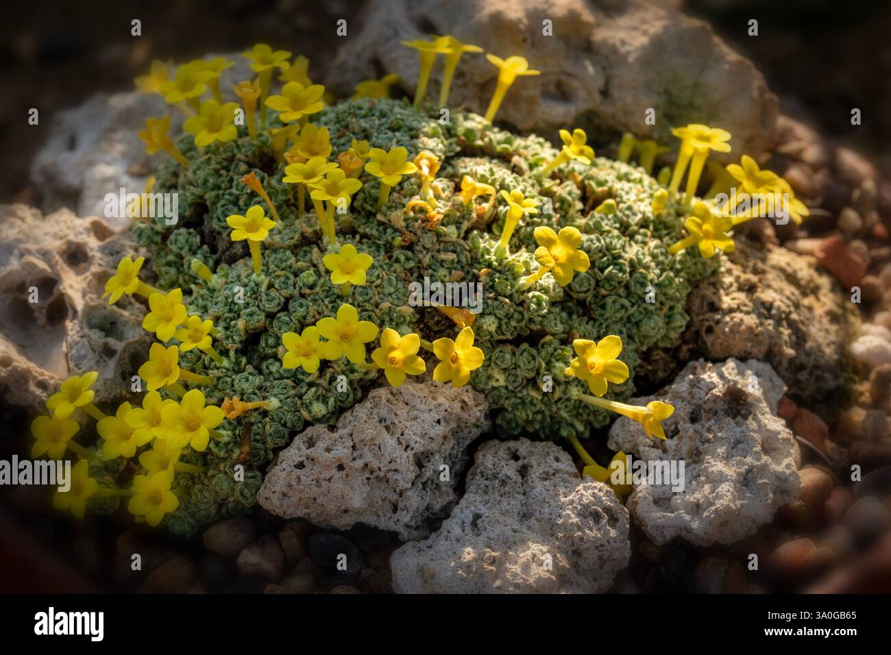 Propagate by cuttings of single rosettes hi-res stock photography and ...