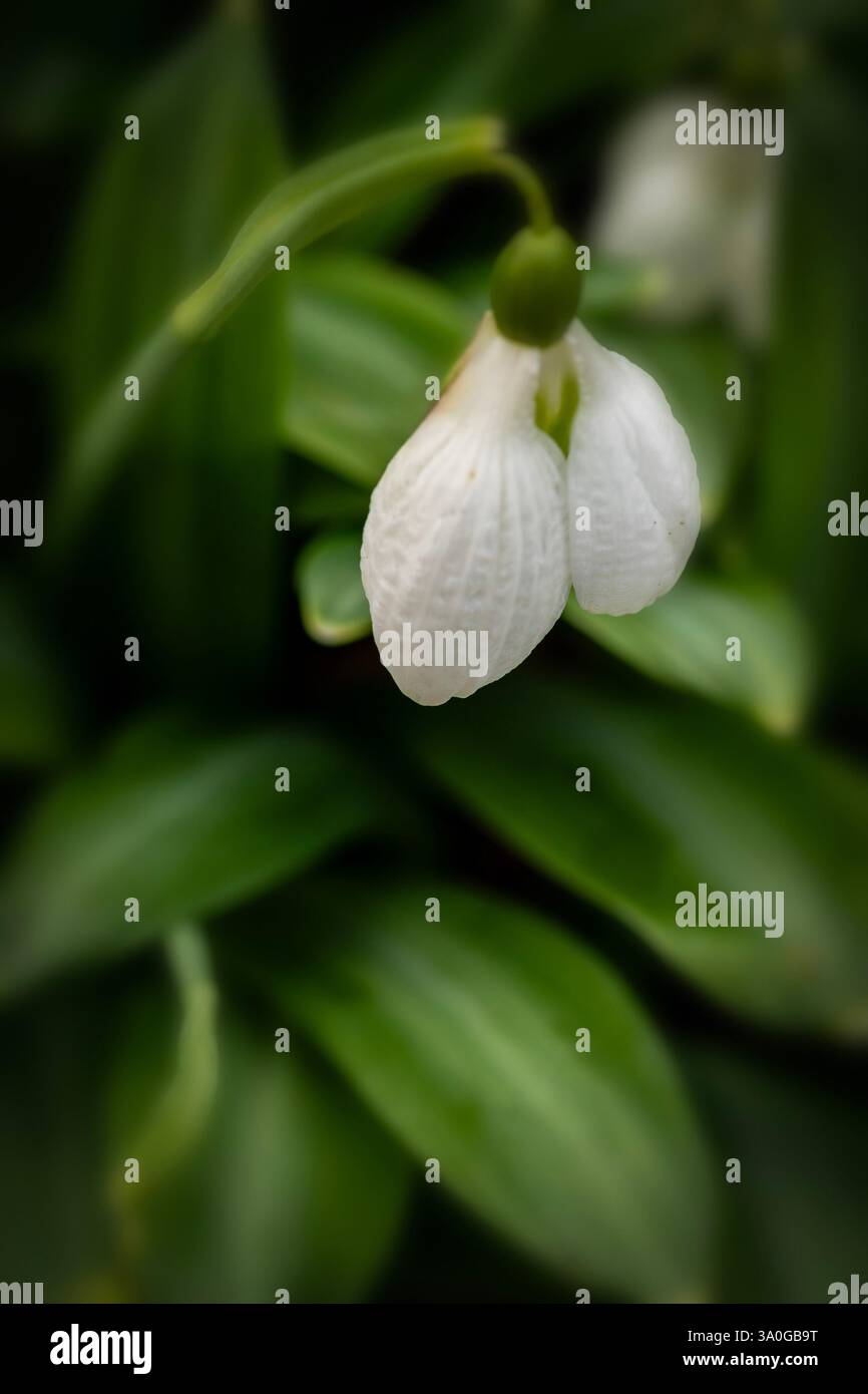 Natural close up flowering plant portrait of the unusual spring herald