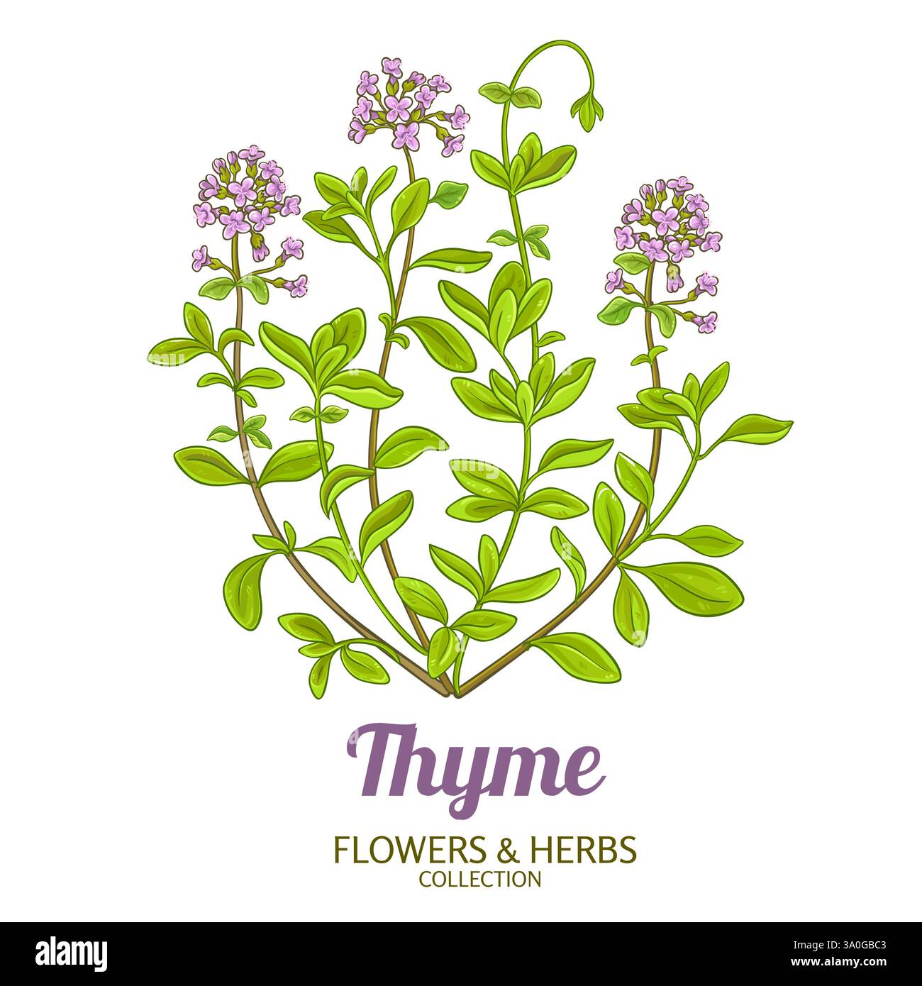 Thyme Plant Colored Detailed Illustration Stock Vector Image Art Alamy