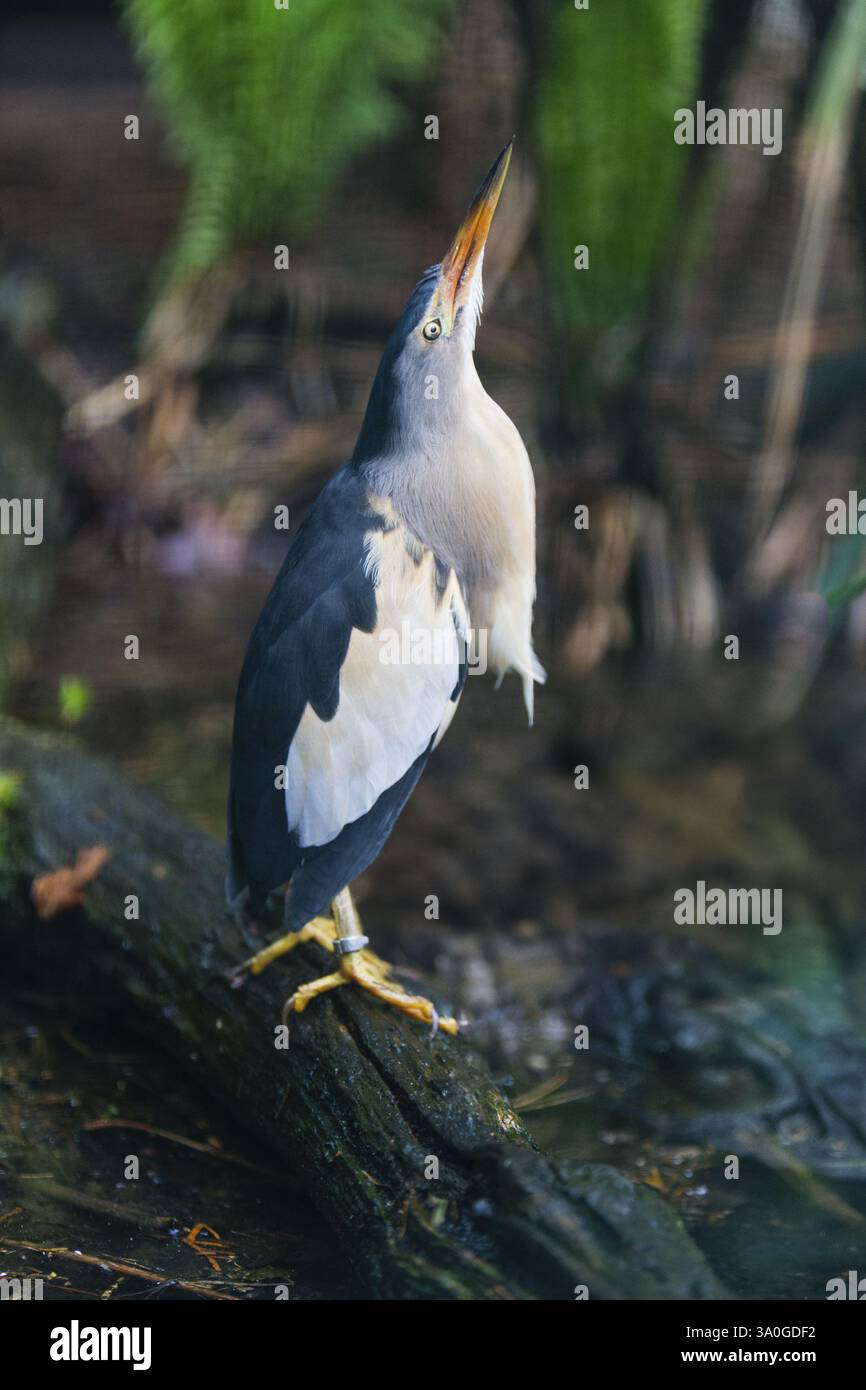 Little Bittern (Ixobrychus minutus), male adult bird, native to Europe, captive, Germany, Europe Stock Photo