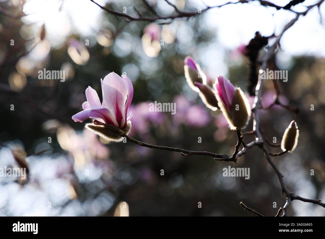 Magnolia flowers bloom in Shanghai, China, 1 March, 2025 Stock Photo ...