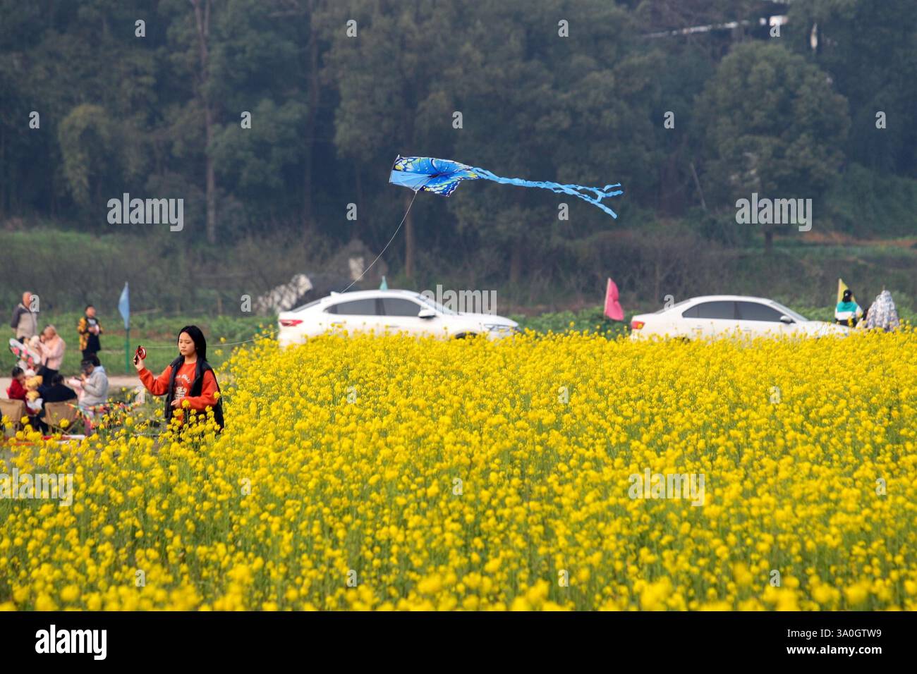 Blooming cole flowers attract tourists in Chongqing, China, 1 March ...