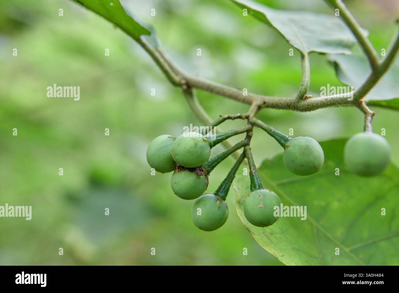 Homegrown fig tree hi-res stock photography and images - Alamy