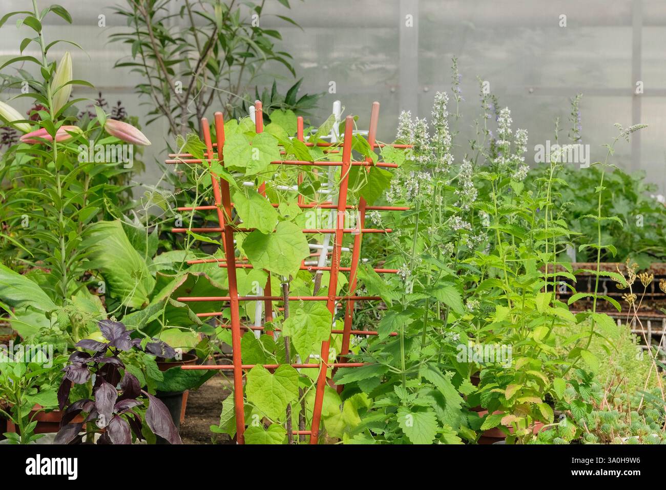 Flower seedlings in greenhouse. Mint, basil, lilies and other plants in garden store. Variety of plants for decoration. Hothouse. Stock Photo