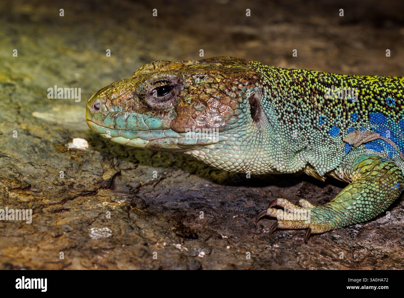 Ocellated lizard, Lacerta lepida, native of Europe Stock Photo - Alamy